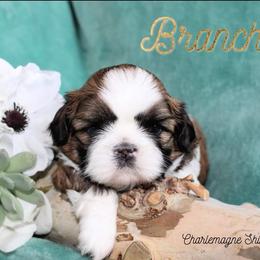 Shih Tzu Puppies from Charlemagne Shih Tzus