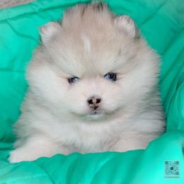 Willow-Silver Merle - Merle female Pomsky puppy in Bremen, Indiana from AMS Pomeranians and Pomskies in Indiana