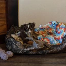Miniature Australian Shepherd and Toy Australian Shepherd Puppies from Fireside Toy & Mini Aussies