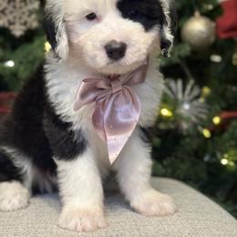 Pink collar female - Gray and white female Old English Sheepdog puppy in Mesa, Arizona from Desert Sheepies and Doodles