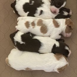 Brittany Puppies from Highpoint Kennels