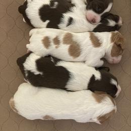 Brittany Puppies from Highpoint Kennels