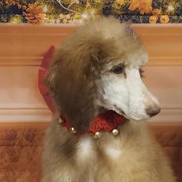 Poodles from Vanderpool Pups