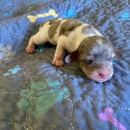 Girl 1 - female Dachshund puppy in Wolf Lake, Indiana from Canisteo Dachshunds