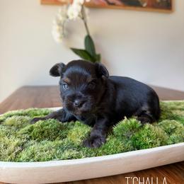 T'Challa - Black and tan male Yorkshire Terrier puppy in Smryna, Georgia from Owensons’ Kennel