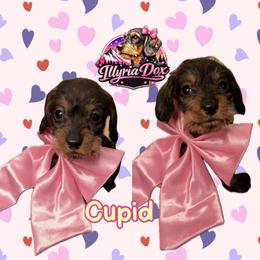 Cupid - Wild boar female Dachshund puppy in Livingston, Kentucky from Illyria Dox & GSD