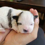 Australian Shepherd and Shichon Puppies from Robertson's Dream Ranch Aussies & Teddy's