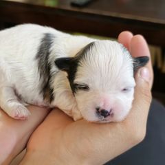 Australian Shepherd and Shichon Puppies from Robertson's Dream Ranch Aussies & Teddy's