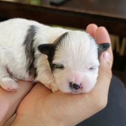 Australian Shepherd and Shichon Puppies from Robertson's Dream Ranch Aussies & Teddy's