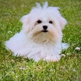Betty - Maltese