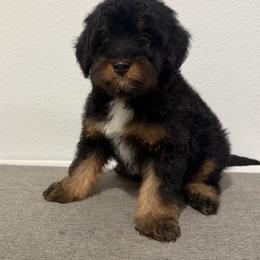 Girl 5 - Tri-color female Bernedoodle puppy in Spring Hill, Florida from Ohana Doodles