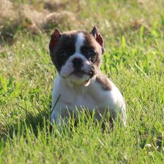 Male 1 - male Shorty Bull puppy in Xenia, Ohio from Bingham's Bulldogs LLC