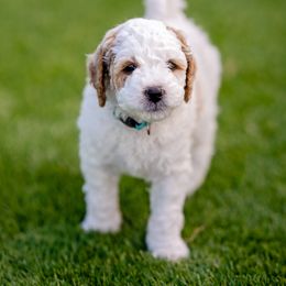 Goldendoodle Puppies from SS Goldendoodles