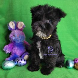 Cinder - Black female Miniature Schnauzer puppy in Fairhope, Alabama from Puppy Sugars Kennels