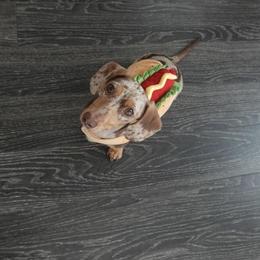 Dachshund All Grown Up from Holiday’s Darling Miniature Dachshunds