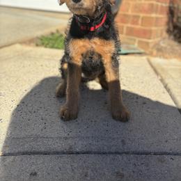 Emma - Black and tan female Airedale Terrier puppy in Huntersville, North Carolina from Cool Hand Luke Kennels