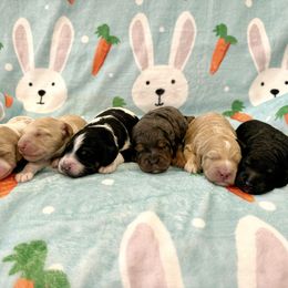 Goldendoodle Puppies from Bayshore Doodles