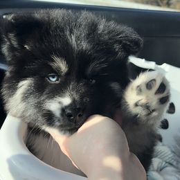 Pomsky Puppies from PomskyParadise