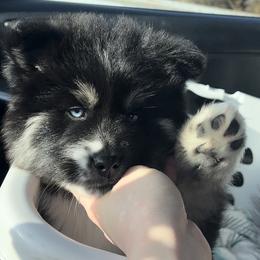 Pomsky Puppies from PomskyParadise