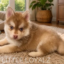 Theodore - Red and white male Pomsky puppy in Riverside, California from LittleLoyalz