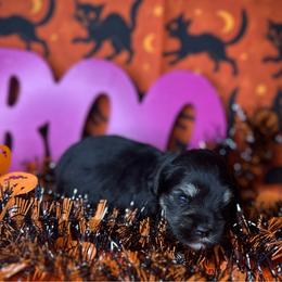 Ares - Black and silver male Miniature Schnauzer puppy in Placerville, California from Rpuppies