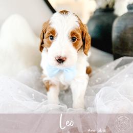 Leo - Parti male Goldendoodle puppy in Mahomet, Illinois from Jordan Family Doodles