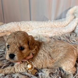 Victoria Sloane - female Cavapoochon puppy in Fairmont, West Virginia from Ruby Heirloom Companions