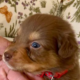 I'm A Country Boy - Red tri-color male Australian Shepherd puppy in Alamogordo, New Mexico from Two Nichols Aussies