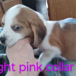 Girl 1 - Beagle puppy from Lacy's Beagles