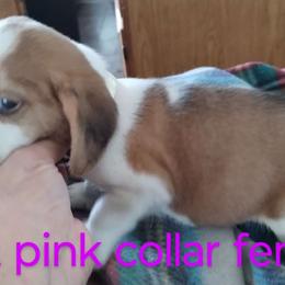 Girl 1 - Beagle puppy from Lacy's Beagles