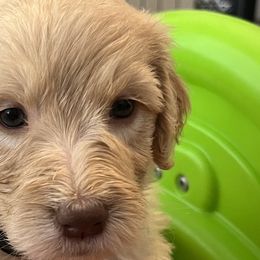 Girl 3 - Cream Goldendoodle puppy in Orlando, Florida from Lorraine's Doodles