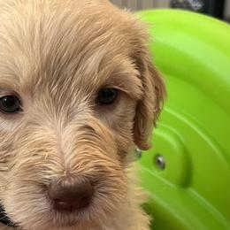 Girl 3 - Cream Goldendoodle puppy in Orlando, Florida from Lorraine's Doodles