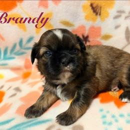 Brandy - Chocolate and tan female Shih Tzu puppy in Hemet, California from Aloha Shih Tzu