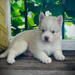 Santorini (Pet Only Contract) - Lavender male Pomsky puppy in Greenville, South Carolina from Thicketty Mountain Pomskies