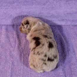 Australian Shepherd Puppies from Starlit Grove Australian Shepherds