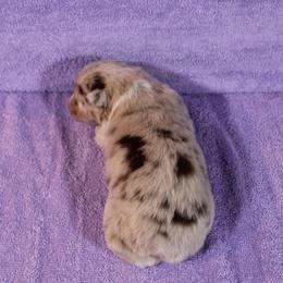 Australian Shepherd Puppies from Starlit Grove Australian Shepherds