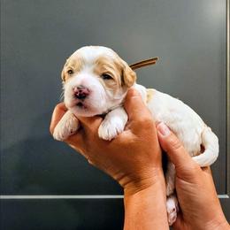 Aruba - Parti female Goldendoodle puppy in Forest, Ohio from Mini Doodle Buddies