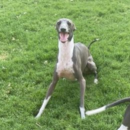 Gelato - Italian Greyhound
