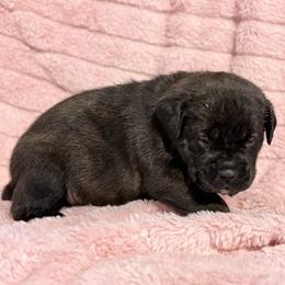 Purple Collar N - Black female Cane Corso puppy in Paris, Texas from Knucklehead Cane Corso