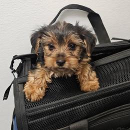 Sammy - Black and gold male Yorkshire Terrier puppy in Surprise, Arizona from Blooming Beauties 🌼