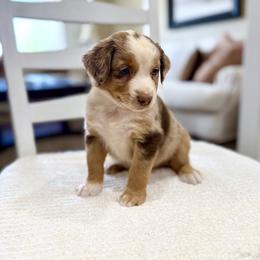 Brooks - Red merle male Miniature Australian Shepherd puppy in Payson, Utah from Spring Creek Aussies + Corgis