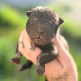 Willey - Black female Chinese Shar-Pei puppy in Lehigh Acres, Florida from Florida Wrinkles