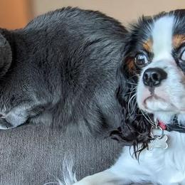 Cavalier King Charles Spaniels from Zadira