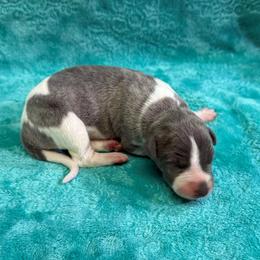 Tallahassee - White and blue brindle female Whippet puppy in Gentry, Arkansas from Mardel Robeson of Mulberry Hollow Whippets