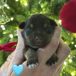 Blue - Liver male Miniature Schnauzer puppy in White Plains, Kentucky from Devon Dunlap