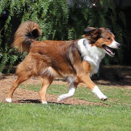 English Shepherds from Mondurles English Shepherds