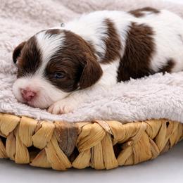 Dill - Chocolate male Cavapoo puppy in Beech Island, South Carolina from New Moon Farm Canines