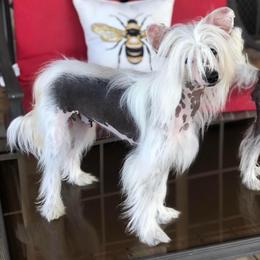 Xavier - Chinese Crested