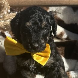 Cayenne - Phantom male Goldendoodle puppy in Yarnell, Arizona from Boulder Mountain Doodles