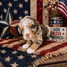 Boy 6, Blaze - Chocolate merle male Bernedoodle puppy in Delphos, Ohio from Route 66 Poodles & Doodles, Sapphire Shih-tzu's of Ohio